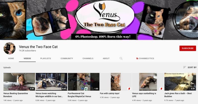 venus the two face cat's YouTube channel