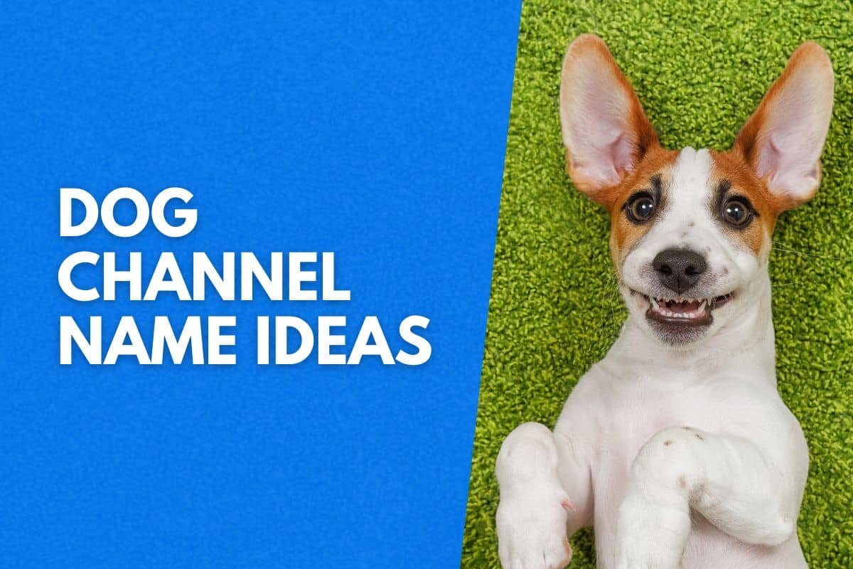 dog channel name ideas